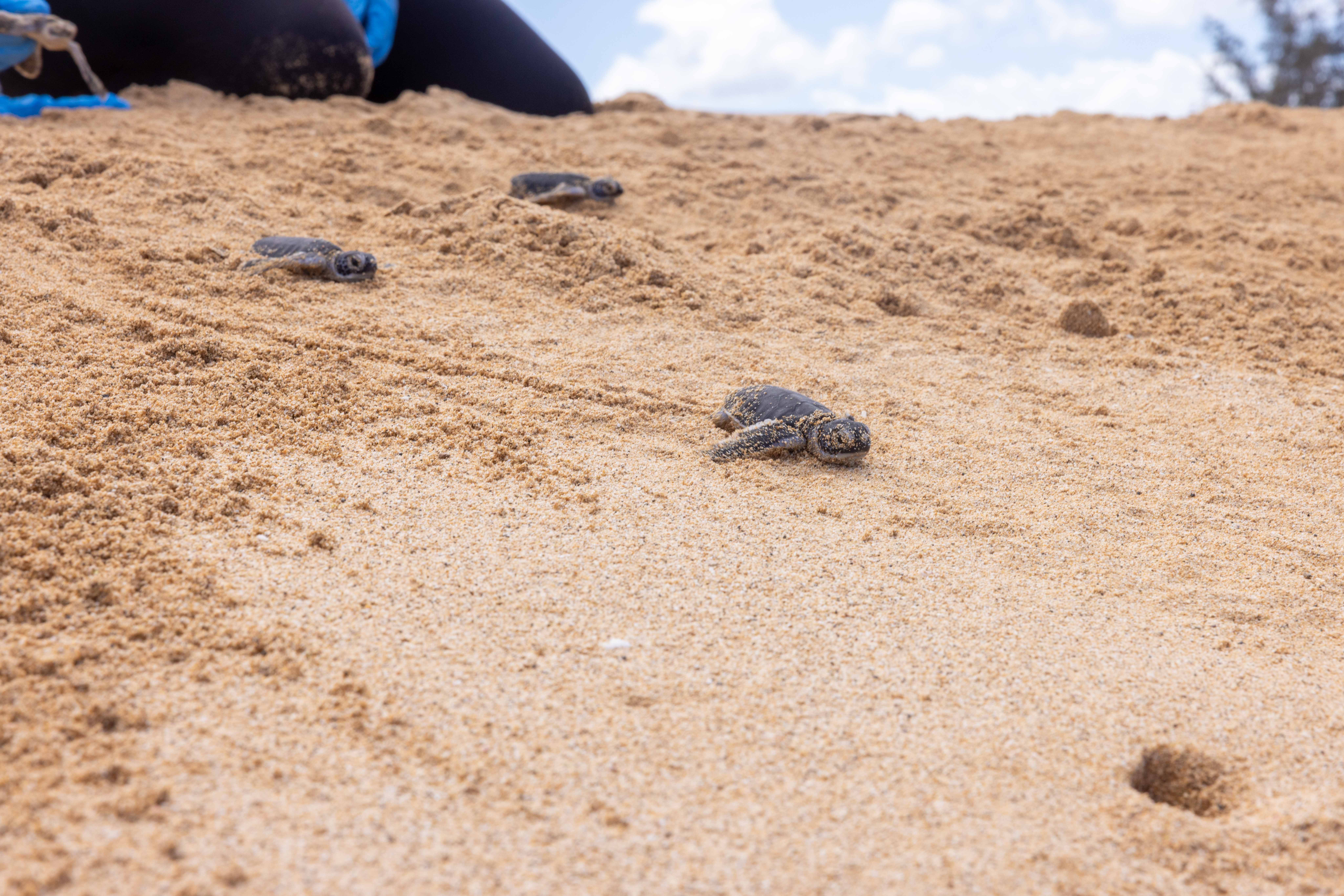 Sea turtle hatchlings